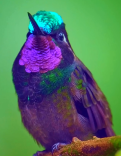 {{brizy_dc_image_alt imageSrc=